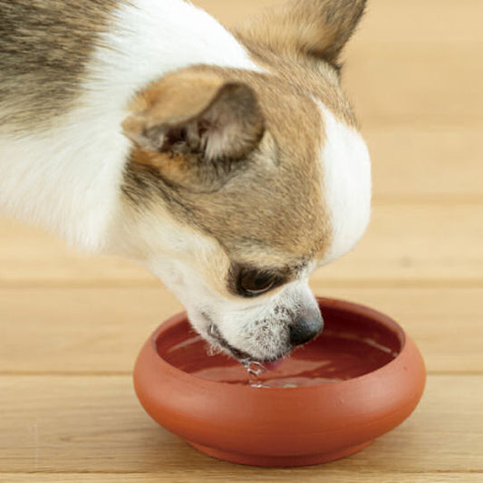 Toko Dog Water Bowl